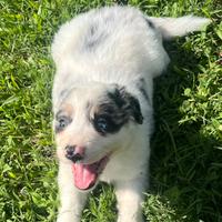 Cuccioli border collie