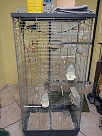 Voliera con cocoriti 