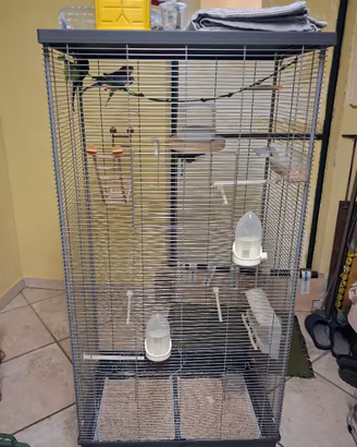 Voliera con cocoriti 