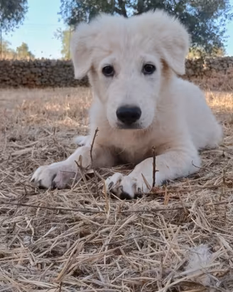 Mike magnifico cucciolo