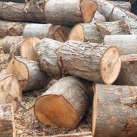 Tronco alberi di Natale