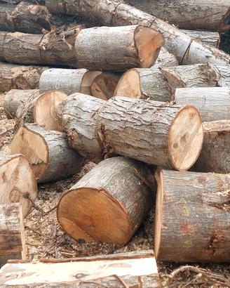 Tronco alberi di Natale