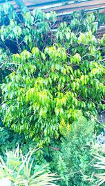 Pianta Ficus Benjamin