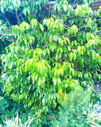 Pianta Ficus Benjamin