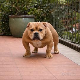 Cucciolone american bully micro/exotic