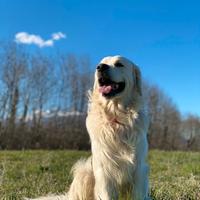 Golden retriever maschio per monta