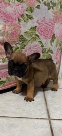 Cuccioli bulldog francese