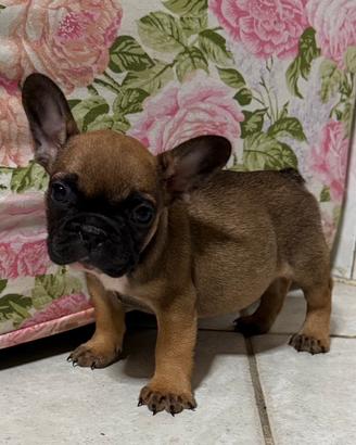 Cuccioli bulldog francese