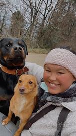 Pet Sitter, Baby sitter