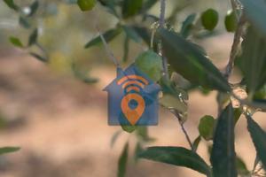 Castelvetrano Uliveto Nocellara Del Belice