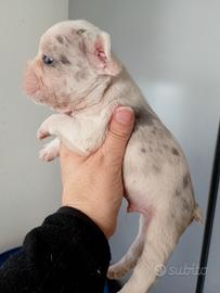 Cuccioli di bulldog francese