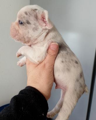 Cuccioli di bulldog francese