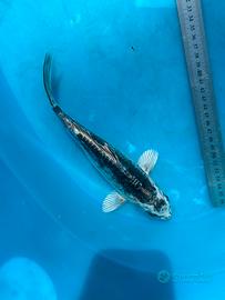 Carpe Koi