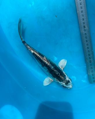 Carpe Koi