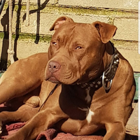 Pitbull Red nose per monta