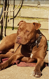 Pitbull Red nose per monta