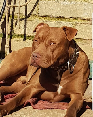 Pitbull Red nose per monta