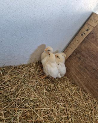 Pulcini piccoli
