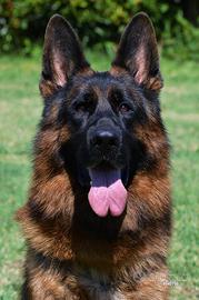 Femmina pastore tedesco