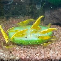 Neocaridine Yellow Golden