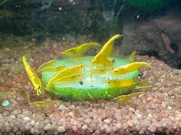 Neocaridine Yellow Golden