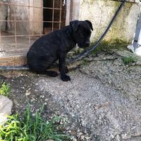 Cuccioli cane corso