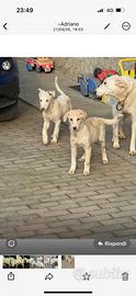 Cuccioli belli bianchi