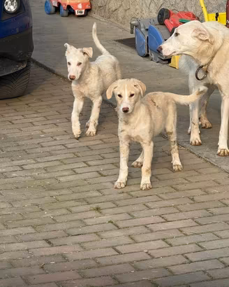 Cuccioli belli bianchi