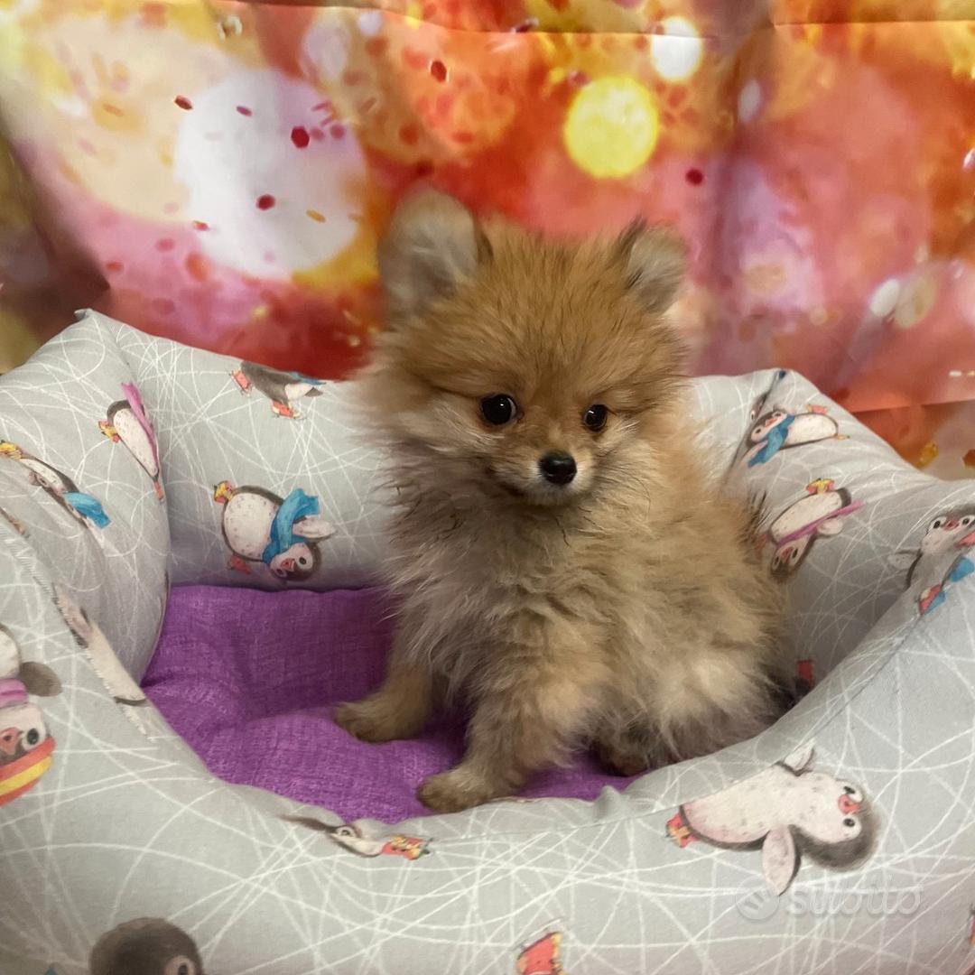 Cucciola di Volpino di Pomerania fulvo femmina - Animali In vendita a ...