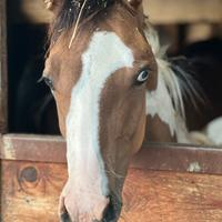 Puledra paint dun tobiano