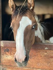 Puledra paint dun tobiano