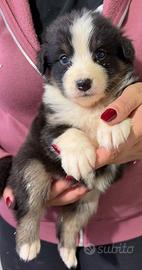 Femmina pastore australiano