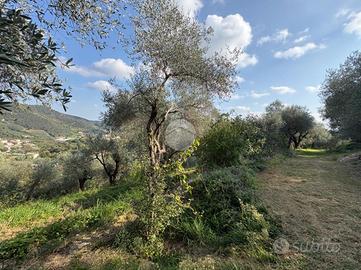 TER. AGRICOLO A GALZIGNANO TERME