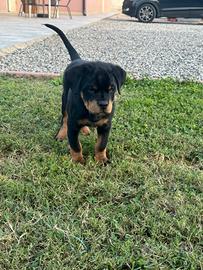 cuccioli di rottweiler