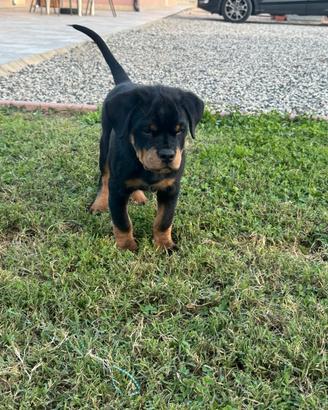 cuccioli di rottweiler