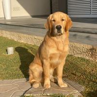 Monta golden retriever con pedigree