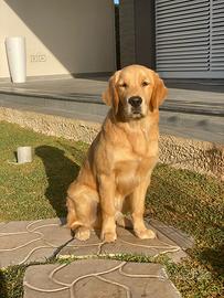 Monta golden retriever con pedigree