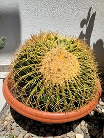 Grusone cuscino della suocera