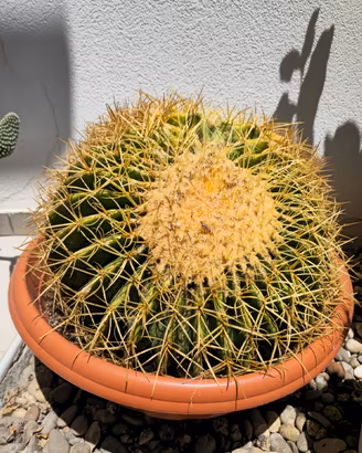Grusone cuscino della suocera