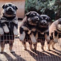 Cuccioli di lapinkoira