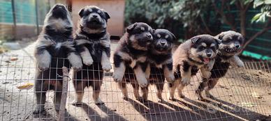 Cuccioli di lapinkoira