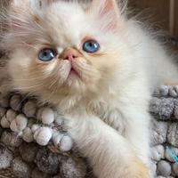 Cuccioli di gatto persiano