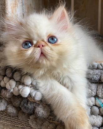 Cuccioli di gatto persiano