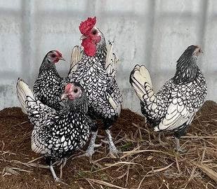 Coppia Sebright argento