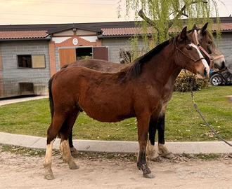 Criollo con pedigree