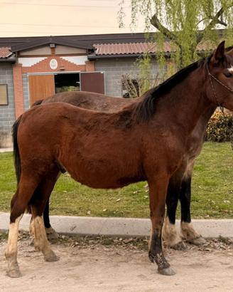 Criollo con pedigree