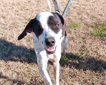 Cha Cha la mini pointer tutta energia