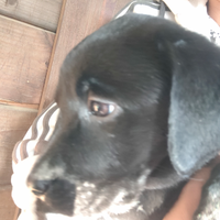 Ultima cucciola di Labrador Retriever