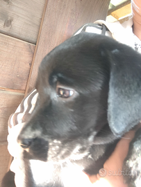 Ultima cucciola di Labrador Retriever