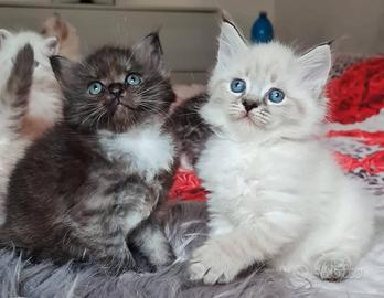 Cuccioli pura razza gatto siberiano su prenotazion